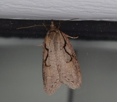 Semioscopis packardella