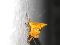 Chrysoecia dela