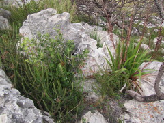 Pentameris aristidoides