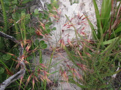 Pentameris aristidoides