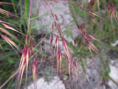 Pentameris aristidoides