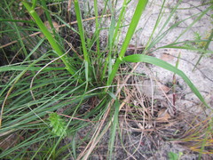 Pentameris aristidoides