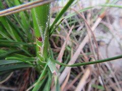 Pentameris aristidoides