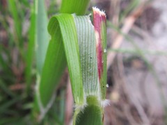 Pentameris aristidoides