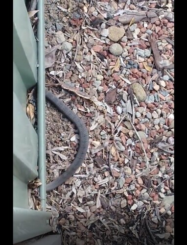 Eastern Brown Snake sighting