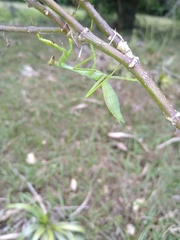 Stagmatoptera septentrionalis