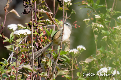 Hill Prinia (Prinia superciliaris), photo 6