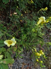 Aureolaria grandiflora