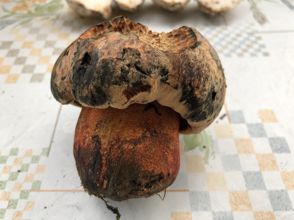 Oldrose Bolete