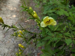 Aureolaria grandiflora