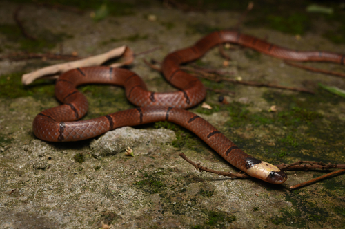 Guangxi Coral Snake