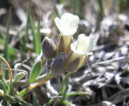 Kaibab Bladderpod (Physaria kaibabensis)