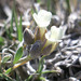 Kaibab Bladderpod - Photo (c) Steve Ganley, some rights reserved (CC BY-NC), uploaded by Steve Ganley