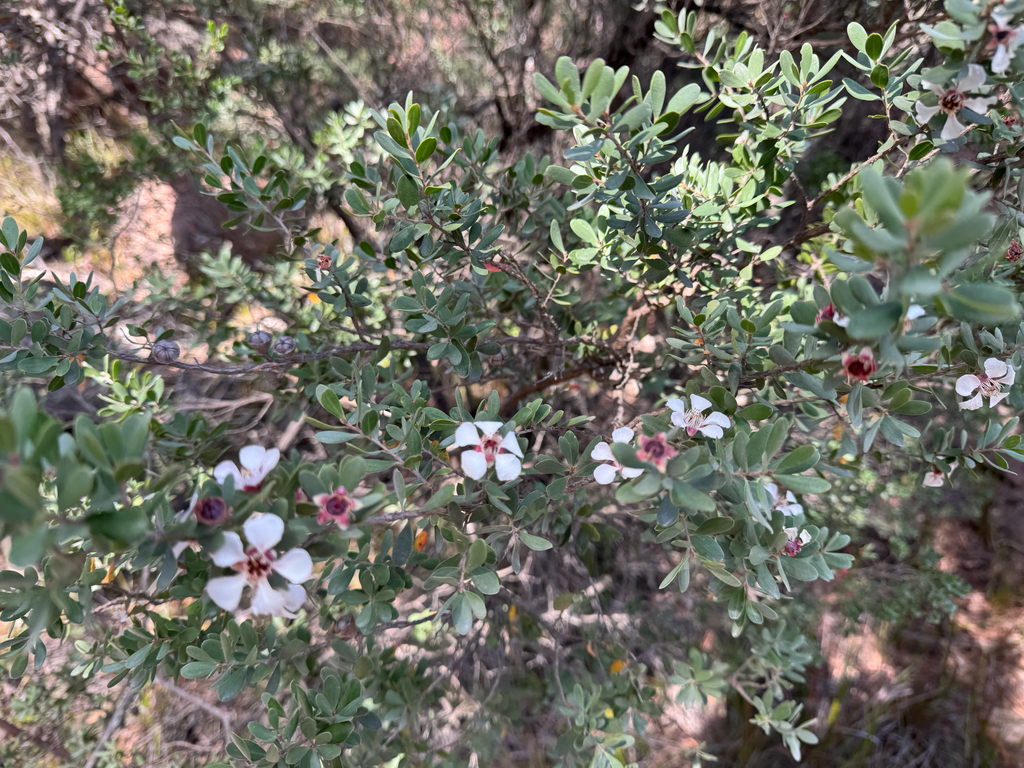 Leptospermum grandiflorum; photograph (c) Caleb Catto, some rights reserved (CC BY)