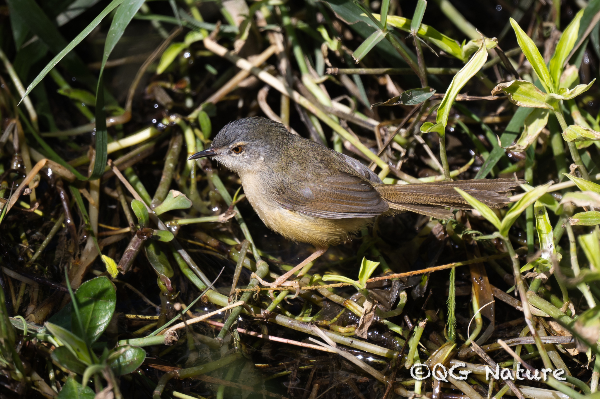 Yellow-bellied Prinia