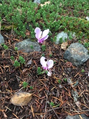 Cyclamen hederifolium