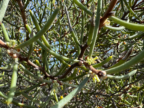 Hakea megadenia, photograph 3
