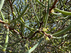 Hakea megadenia, photograph Caleb Catto, CC BY, iNaturalist via GBIF