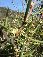 Hakea megadenia, photograph Caleb Catto, CC BY, iNaturalist via GBIF