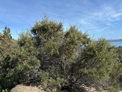 Hakea megadenia, photograph Caleb Catto, CC BY, iNaturalist via GBIF