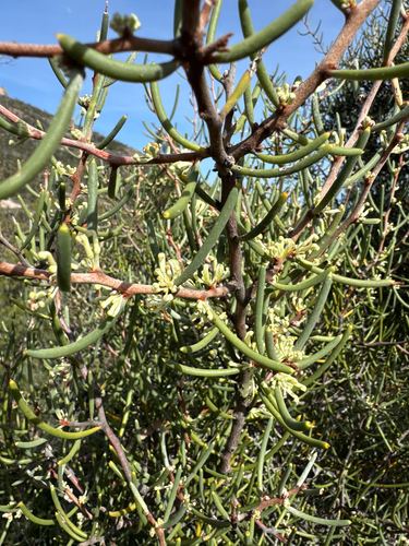 Hakea megadenia