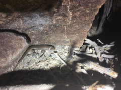 Trachylepis tessellata