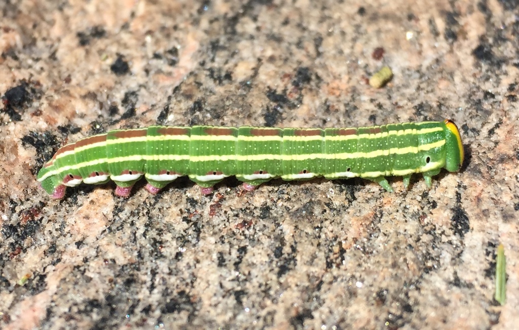 Northern Pine Sphinx Moth