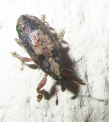 Amphibolocorynus varius