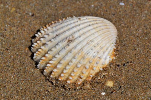 Prickly Cockle
