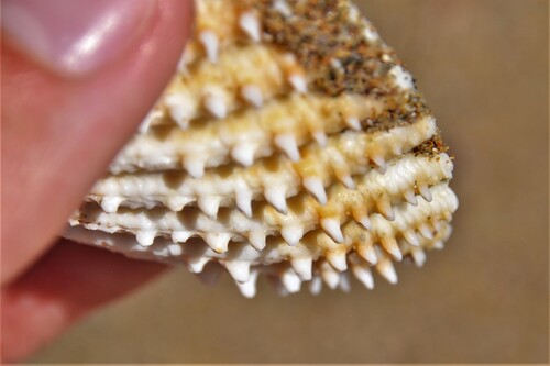Prickly Cockle