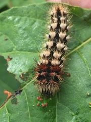 Acronicta longa