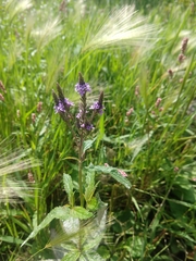 Verbena hastata