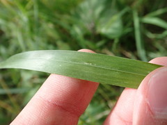 Setaria viridis major