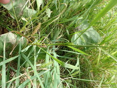 Setaria viridis major