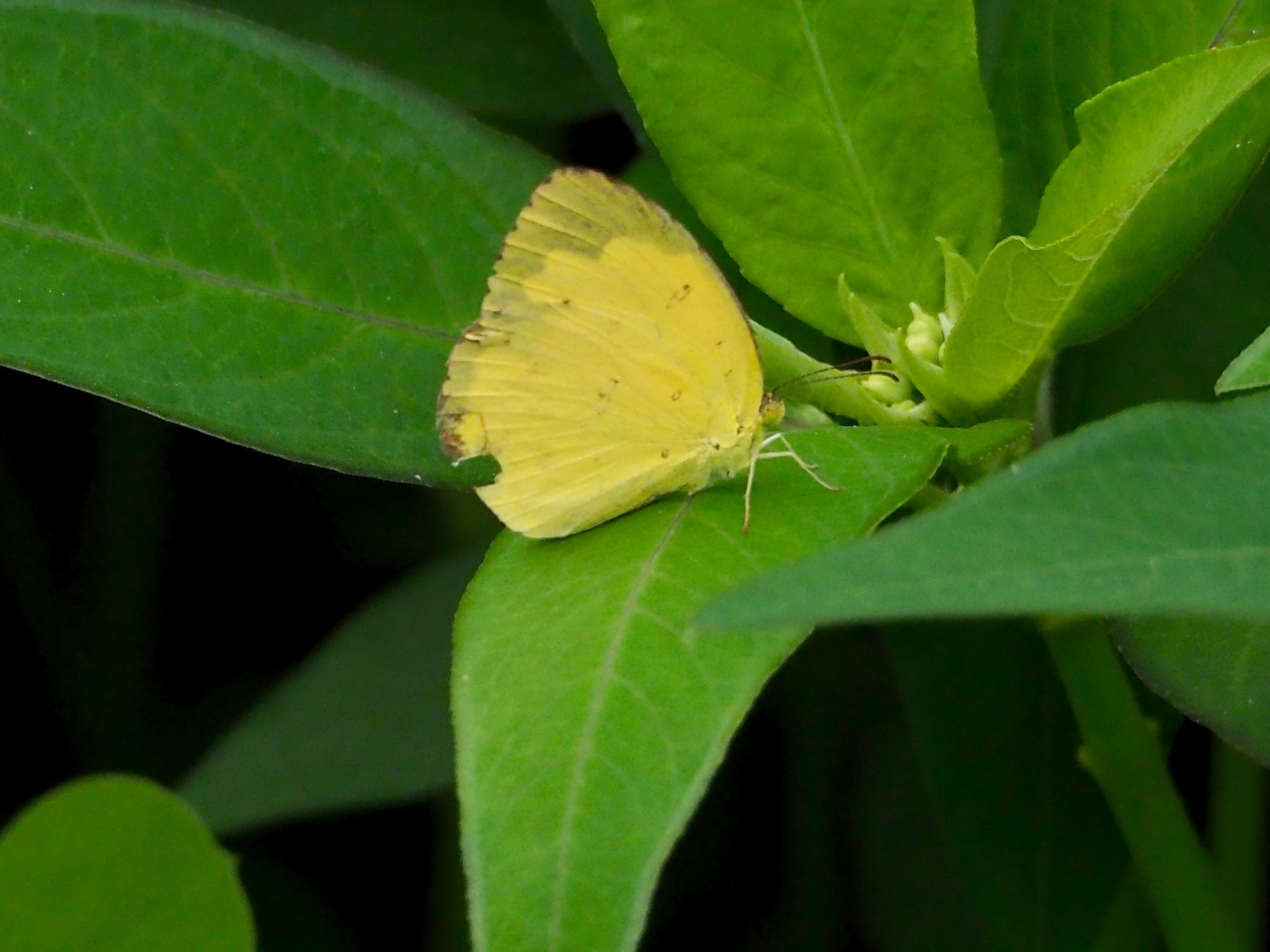 Common Grass Yellow