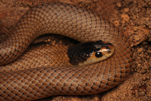 Whip Hooded Snake