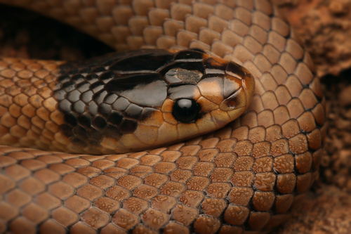Whip Hooded Snake