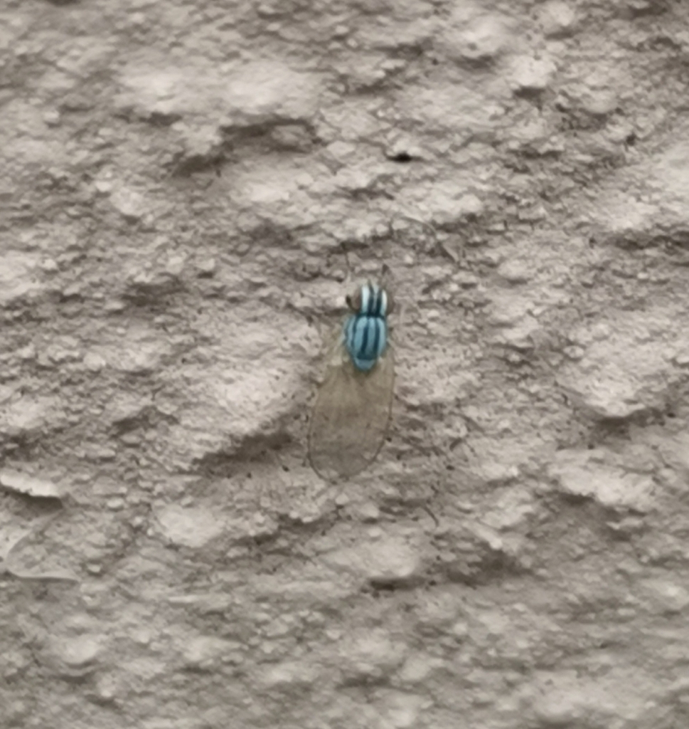 Poecilolycia vittata