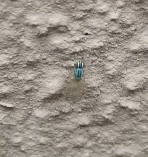 Poecilolycia vittata