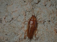Ectobius pallidus