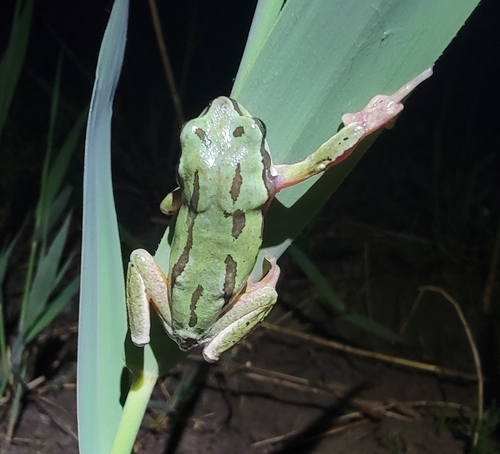 Suweon Tree Frog