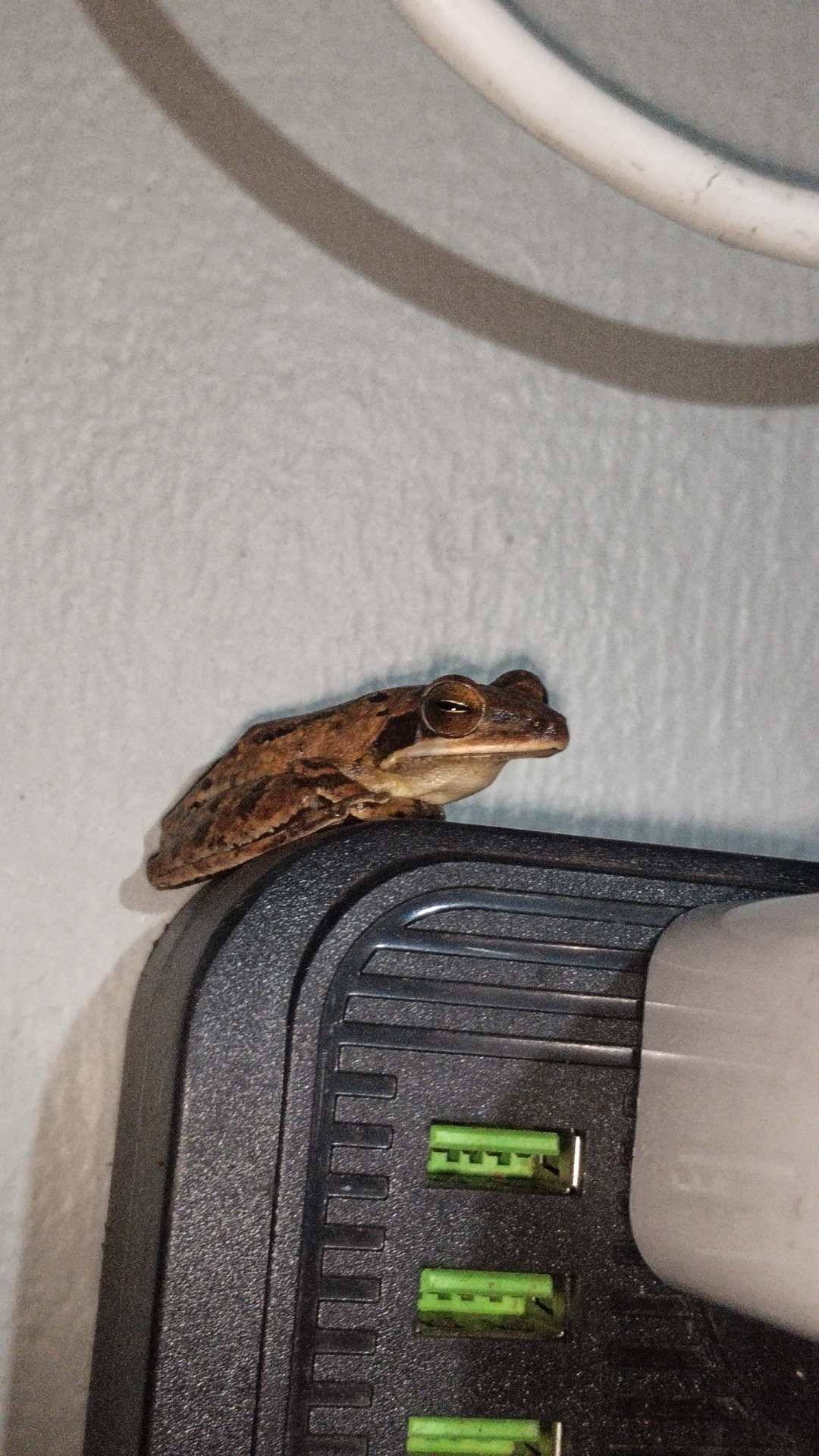 Big-Headed Whipping Frog