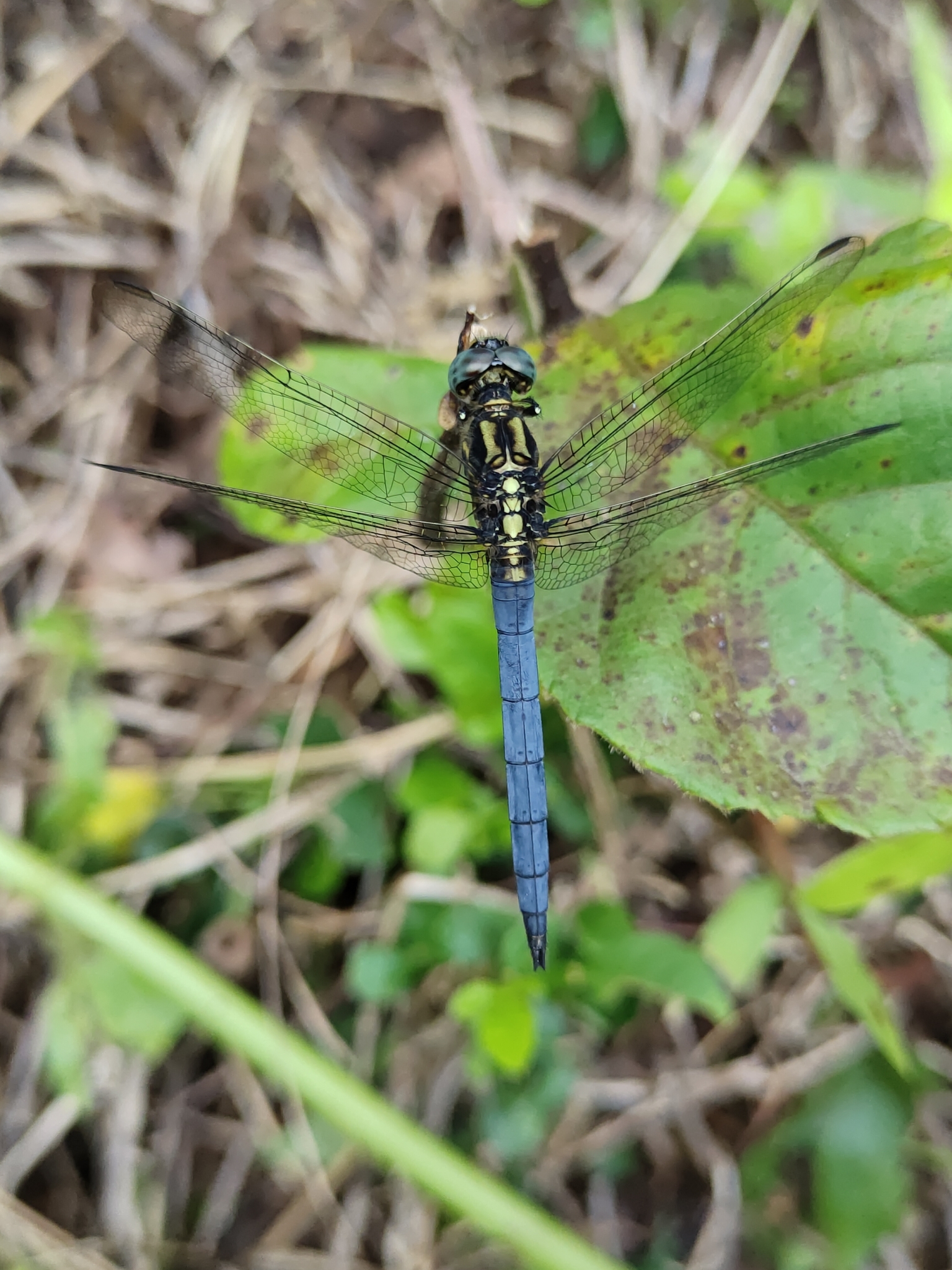 Marsh Skimmer