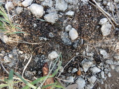 Clavascidium lacinulatum