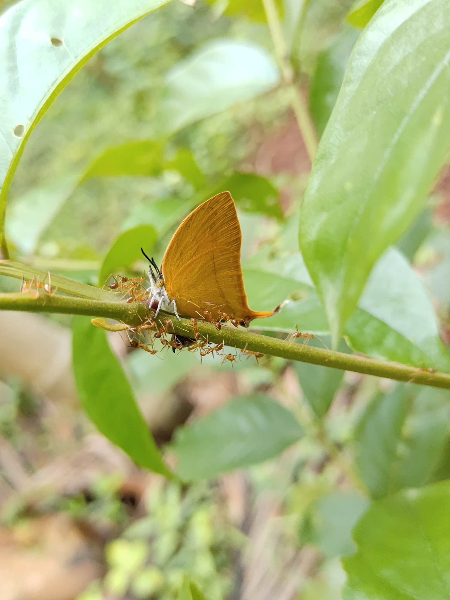 Yamfly