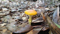 Amanita flavoconia image