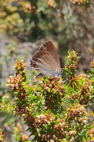 False Ilex Hairstreak, 83340 Le Cannet-des-Maures, France, photo 9 of 10