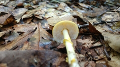 Amanita flavoconia image