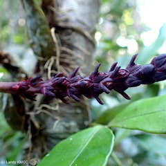 Image of Bulbophyllum callosum