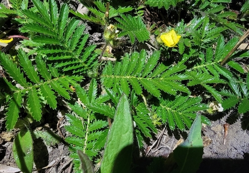 common silverweed